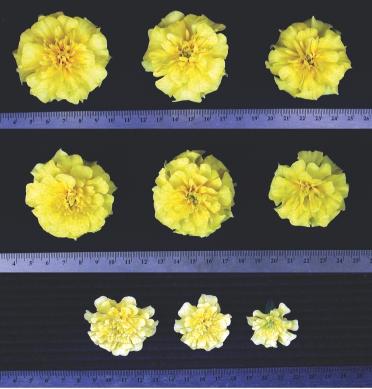 until flowering (finish stage). In the plug stage experiments, seeds were planted into 288-cell trays and seedlings were grown in glass greenhouses ranging from 57-80 F.