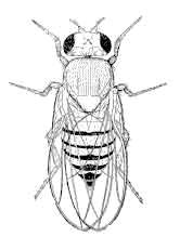 Fruit Fly Radiation Experiments Decades of experimentation starting in 1906 No new species Missing
