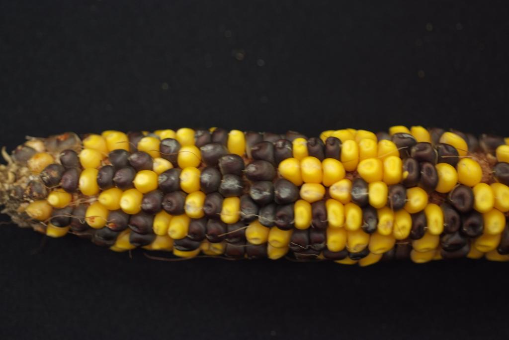 Note defective kernels segregating in both crosses, although the phenotype is more severe as a
