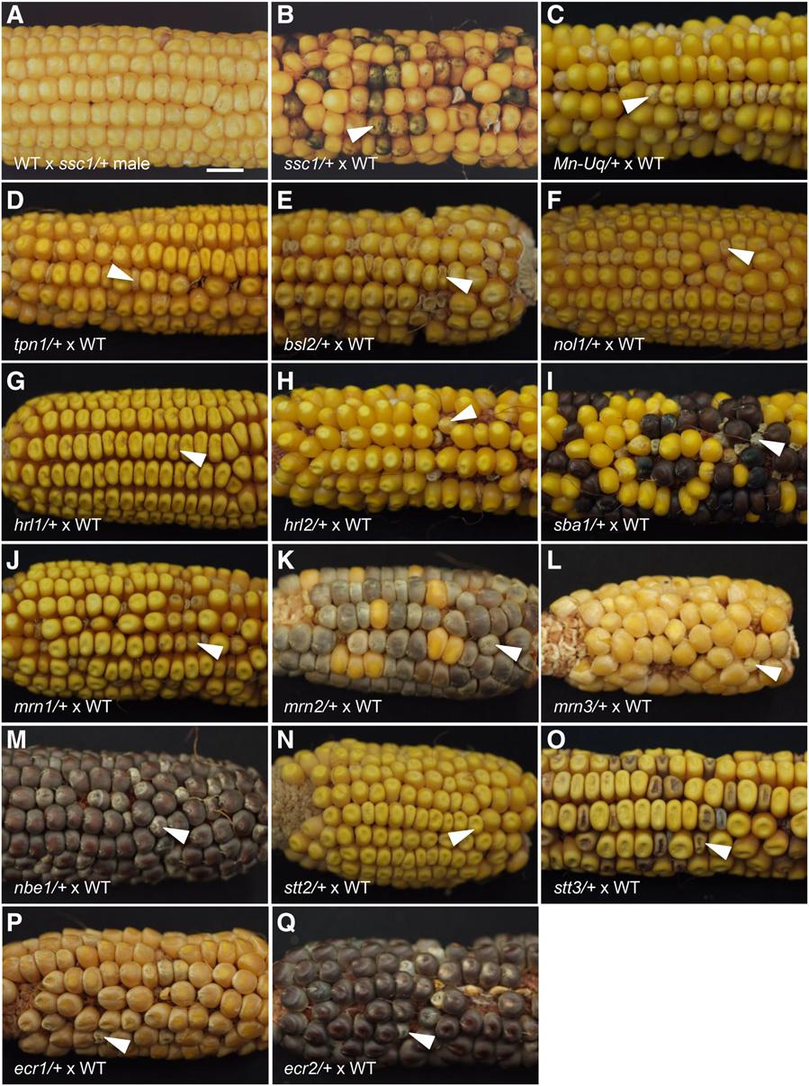Figure 1 Ears of maternal-effect mutants. (A) Wild-type W22 female pollinated by +/ssc1; enr1-m with all normal kernels, showing the strict maternal effect.