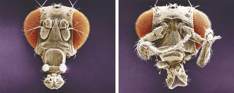 Homeotic genes direct the identity of body parts In a normal fly, structures such as antennae, legs, and wings develop on the appropriate segments.