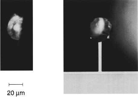 Early MRFM 1995 3D nuclear MRI with ~3