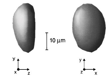 100 µm Optisch 1 H MRFM Zuger et al, JAP