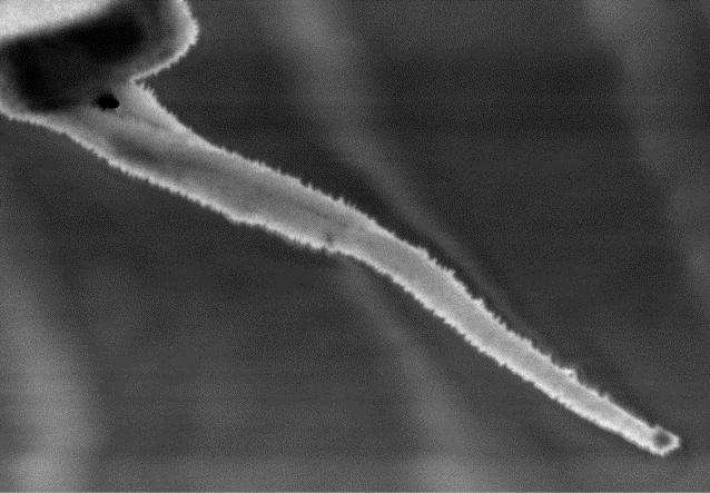 Nanowire coated