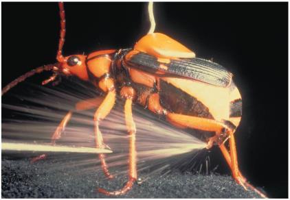 Figure 2.1 What weapon are these wood ants shooting into the air? Bombardier Beetle Concept 2.