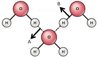 15. What do intramolecular forces hold together? What do intermolecular forces hold together? 16. What is a diatomic element? What are the 7 diatomic elements? 17.