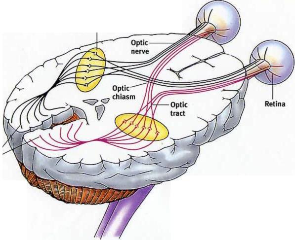 Optic nerve Optic chiasm Optic