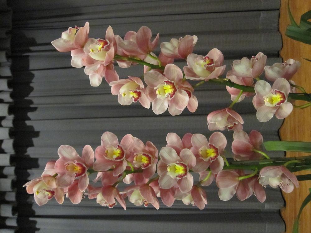 The Orchid Calendar Tuesday, April 2nd Pinelands Orchid Society s monthly meeting.