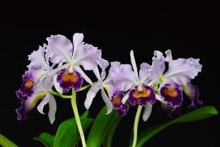 SEPOS International Orchid Show & Sale April 12 14, 2013 12:00 PM-8:00 PM New Location!