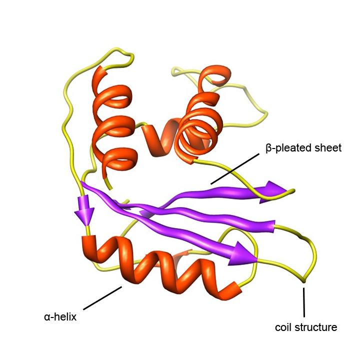 1 introduction Proteins are biological polymers composed of a chain of smaller molecules called amino acids.