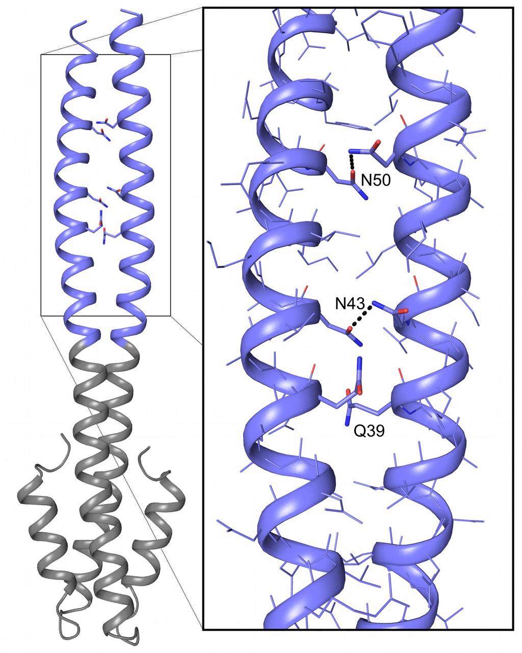 86 Figure 2.8 Figure 2.8 X-ray crystal structure of a Gp7-FtsB CC fusion protein. Ribbon representation of one of the two dimeric molecules in the asymmetric unit.
