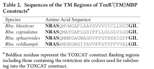 141 Expression of ToxR'(TM)MBP constructs Plasmids encoding ToxR (TM)MBP chimerae were transformed into Escherichia coli MM