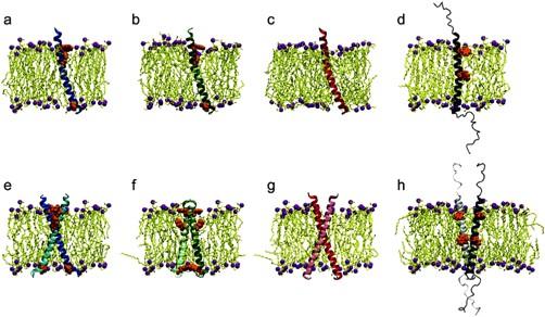 156 Figure 4.2 Figure 4.2 Simulated molecular systems with POPE lipid bilayers. Protein membrane systems with monomeric PufX for (a) Rba. blasticus, (b) Rba. capsulatus, and (c) Rba. veldkampii.