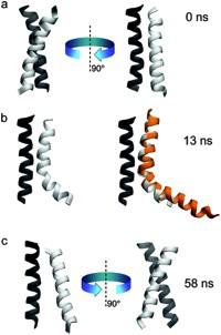 162 Figure 4.7 Figure 4.7 Spontaneous bending and straightening of Rba. sphaeroides PufX. (a) At the onset of the ABF simulation for Rba. sphaeroides PufX, both helices were straight.