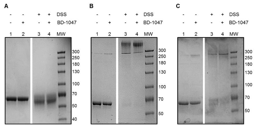 204 Figure 5.4 Figure 5.4 Analysis of oligomeric states of MBP-4A-S1R by chemical cross-linking agent disuccinimidyl suberate (DSS).
