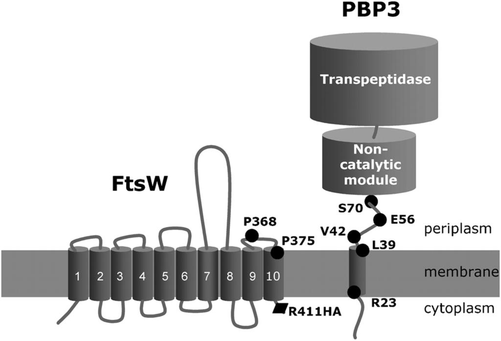 40 Figure 1.4 Figure 1.4 Membrane topology of FtsW and FtsI(PBP3).