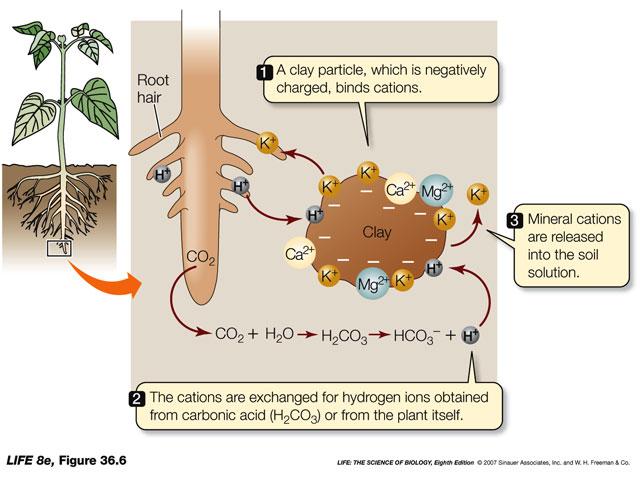 Action of BioWash through Roots (Cationic Exchange) Cationic exchange is a process carried out by the root system of any plant to extract nutrients from the soil for the plant to use in