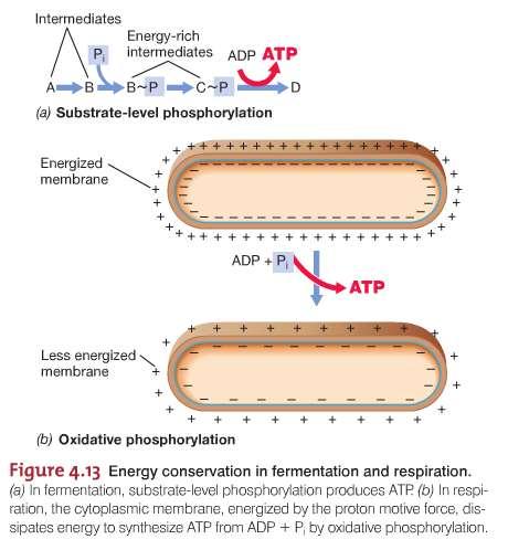 Energy metabolism of Microorganisms Fermentation