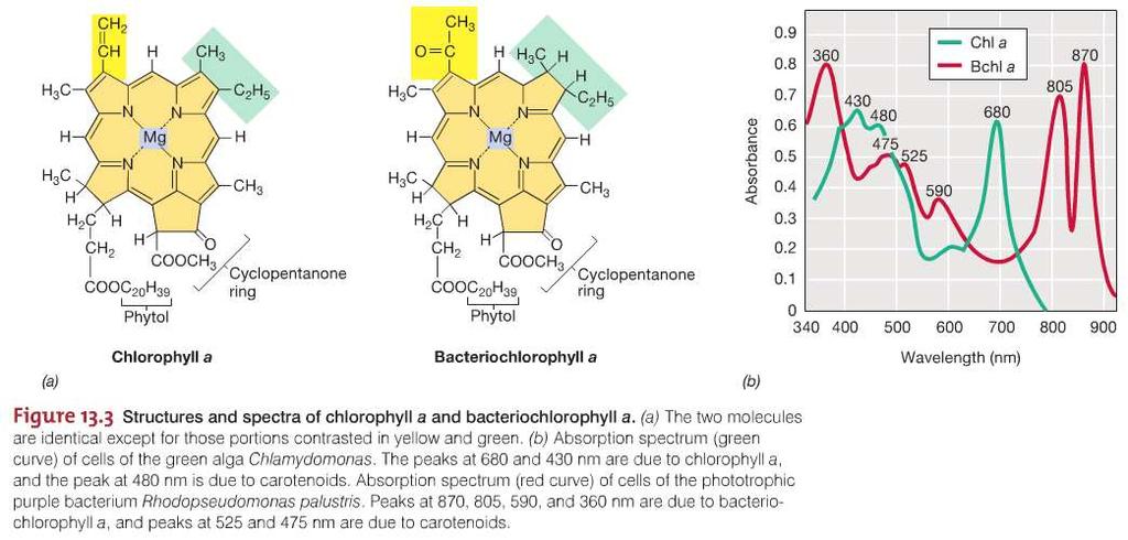 Chlorophylls and Bacteriochlorophylls Chlorophylls cyanobacteria and all eukaryotic