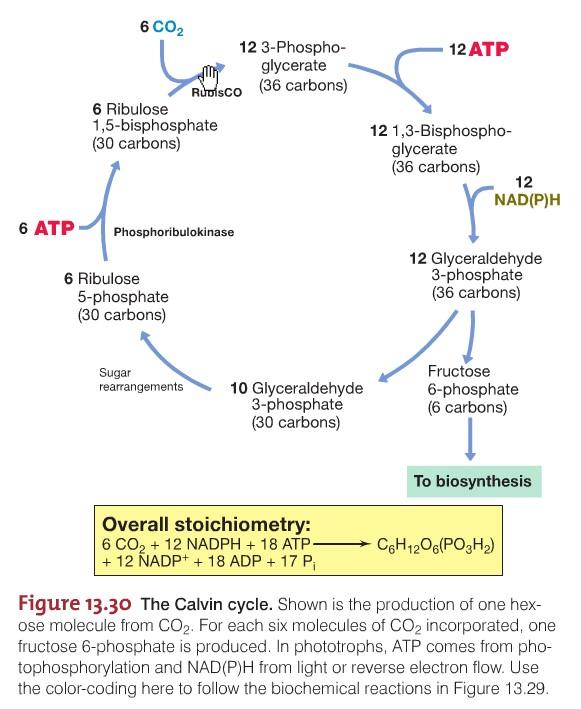 Calvin Cycle Reversion of the Pentose Phosphate Pathway Ribulose