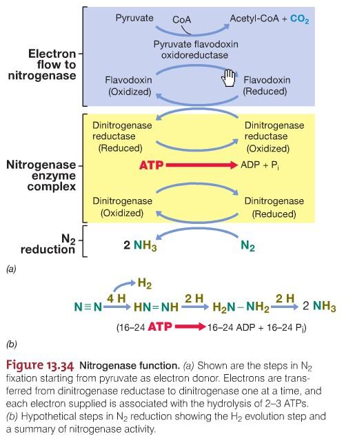 Nitrogenase and N2