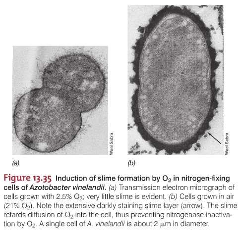 Nitrogenase and N 2 Fixation Nitrogenase is extremely sensitive to O 2 Protection against O 2 Slime High O 2 consuption