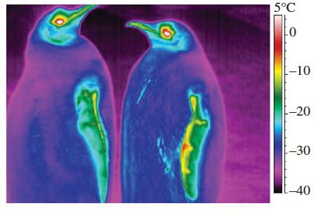 1200 Emitted power (W/m 2 ) 1000 800 600 400 20 40 60 80 100 Temperature ( C) Figure 5 Left : power emitted by a black body as a function of temperature. Right : thermal imaging of emperor penguins.