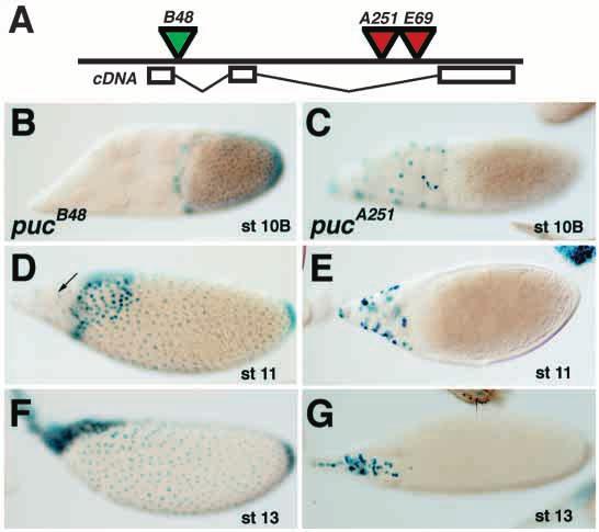 puckered in follicle cell morphogenesis 1847 Fig. 2. Follicle cell expression of puc enhancer traps. (A) Schematic of the puc gene with enhancer trap insertions indicated (Martín- Blanco et al.
