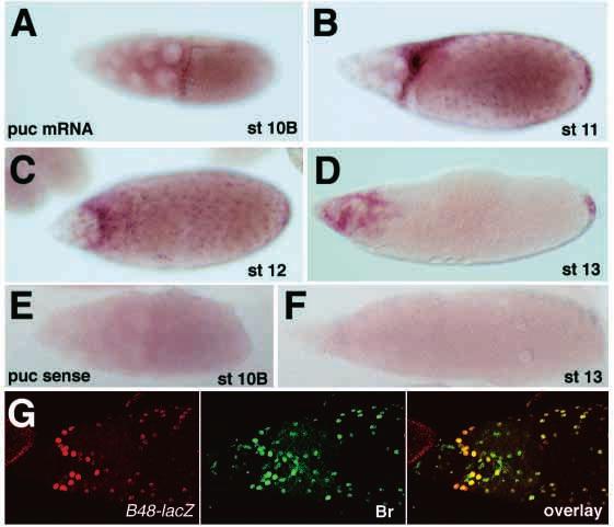 (B,D,F) Expression of puc B48 from stage 10B to stage 13 occurs throughout the follicle cells: higher levels are detected in the centripetal migrating FC, elongating dorsal appendages (F and Fig.
