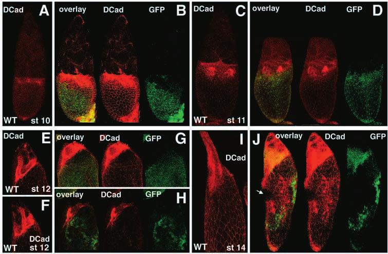 puckered in follicle cell morphogenesis 1849 Fig. 5. puc is required to modulate DEcadherin levels and to direct late FC migrations. Marked clones of puc are GFP ; DE-cadherin is red in all panels.