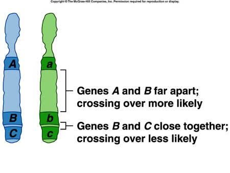 GENETICS