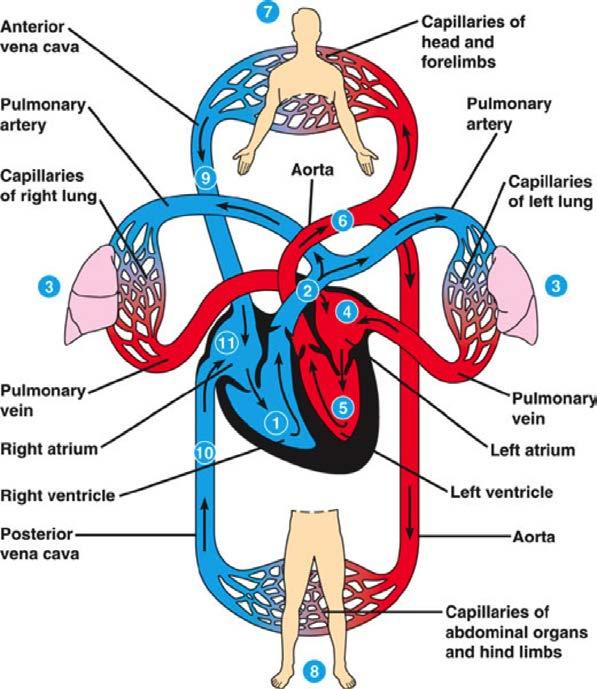 ANATOMY Capillaries connect arteries and