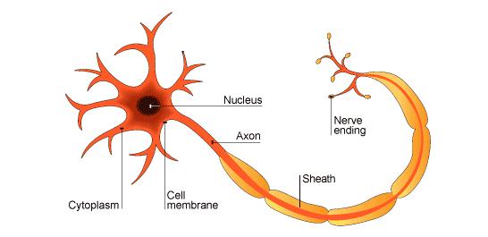 ANATOMY Nerve Cells allow