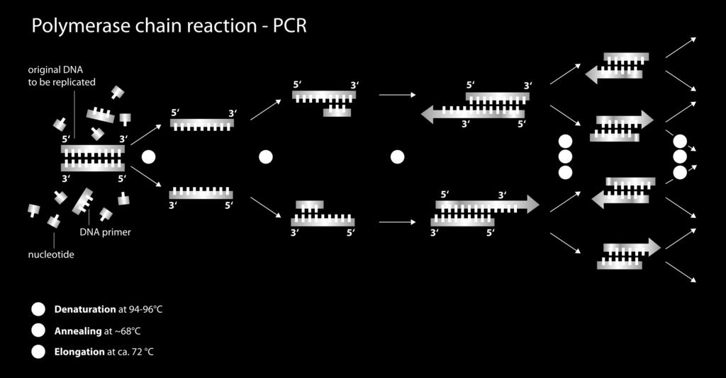 Polymerase Chain Reaction (PCR) Technique to massively multiply a certain