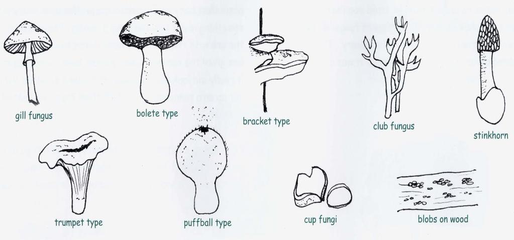 Let s focus on fungi What do you think of when you read the word...fungi?... mushrooms and toadstools? These answers are correct, but they aren t the only answers.