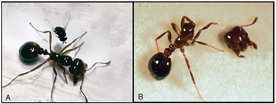 Assessing the Host Specificity of Fire Ant Decapitating Flies Fire ant populations in their South American homeland are about 1/5 as dense as populations normally found in North America (Porter et al.