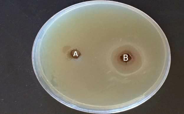Streptococcus spp. The antimicrobial activity of Moreira leaves extract has lowest effect against tested isolates.