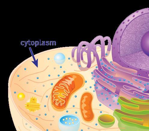 organelles components of cytoplasm