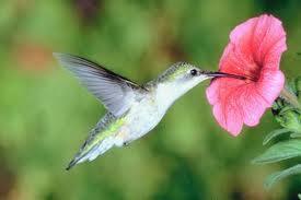 Eat flower, nectar, or pollen Move about flower get pollen on