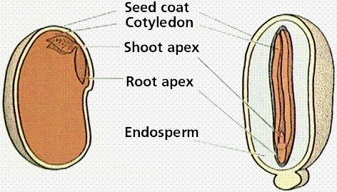 Angiosperm Reproduc4on Seed Development Parts of the ovule develop into food and seed coa4ng that surround the embryo.