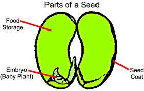 Importance of Pollen and Seeds Seeds ASer fer4liza4on, female part develops into a seed Seed is made of 3 Parts 1.
