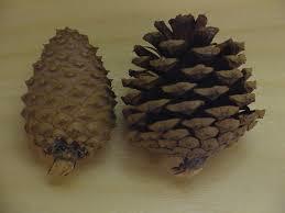 Gymnosperm Reproduc4on Cones Male and Female gametophyte structures are produced in cones Pine