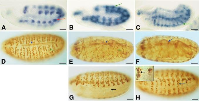Some Twist-low genes with unchanged expression in Toll 10B embryos are transcribed in the midgut (not shown).