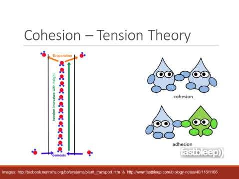 Theory Water has high internal cohesion forces, can sustain tension into wettable walls of xylem (3-30 Mpa) Water forms a continuous network Water-saturated cells from leaves -> to roots Water