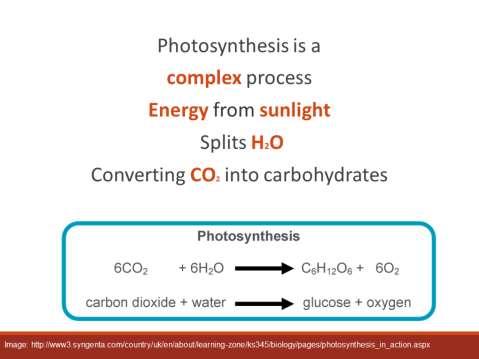 The process of photosynthesis is very complex but at the heart it is the reduction of atmospheric carbon dioxide into carbohydrates that trees use as food/energy/growth Chemical formula 6CO 2 + 12H 2