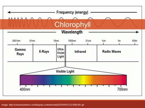 Thinking about light disrupting growth Chlorophyll a blue light in 450nm &red light 645nm green pigment Chlorophyll b