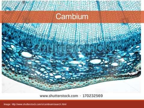 Self-sustaining The cambium is a self-sustaining system, and retains its functions for a long time (sometimes for centuries or millennia).