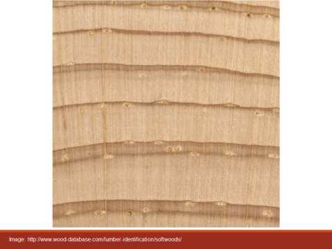 Image = eastern white pine Tracheids dead, single-celled "pipes" that act much like vessels Resin canals typically a response to injury elongated cells that function in water conduction and