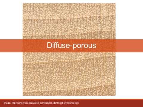 Diffuse porous trees (maple, basswood) have less distinct spring and summer wood