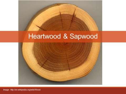 heartwood created as a result of the programmed death of parenchymal rays that are filled with extractives (tannins, resins, oils, etc) some heartwood is the same color as sapwood, where others